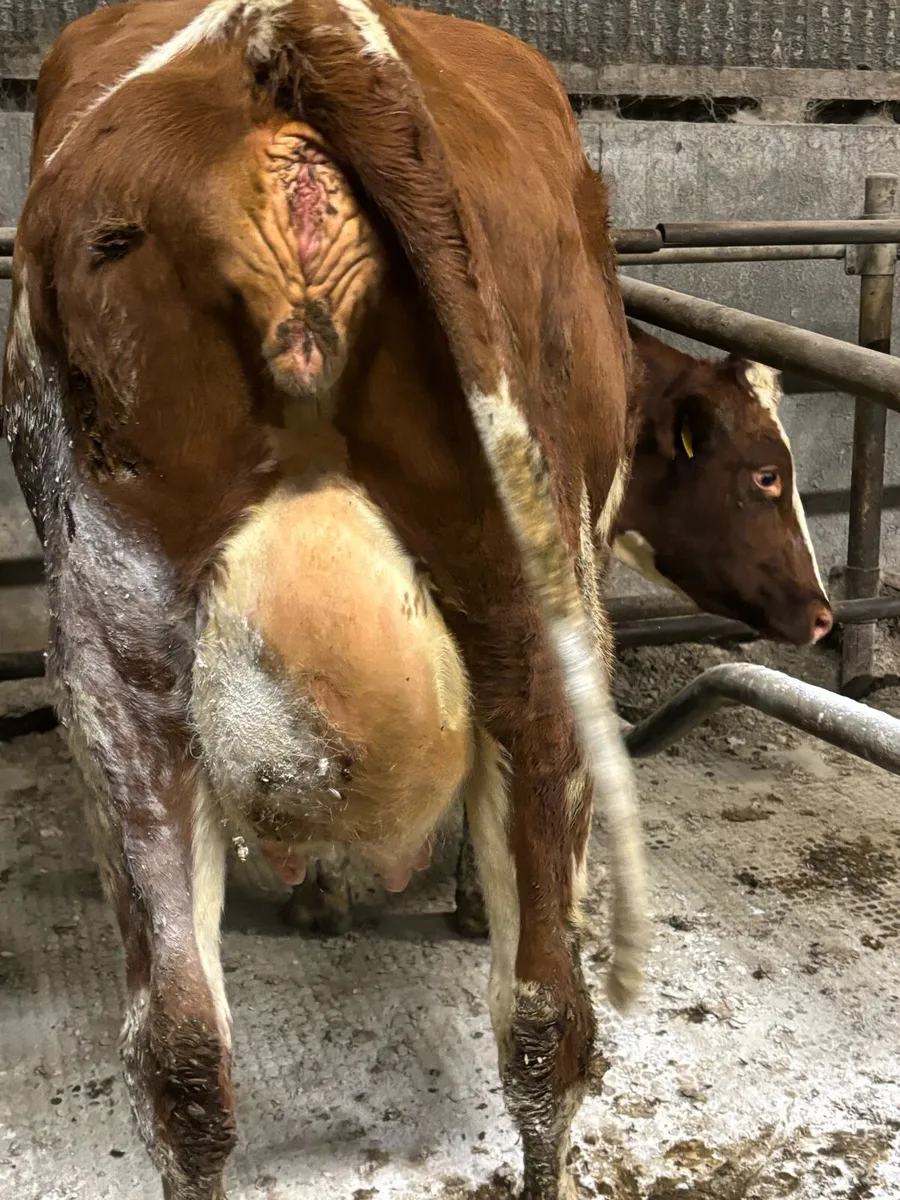 Point of calving fr heifers - Image 1