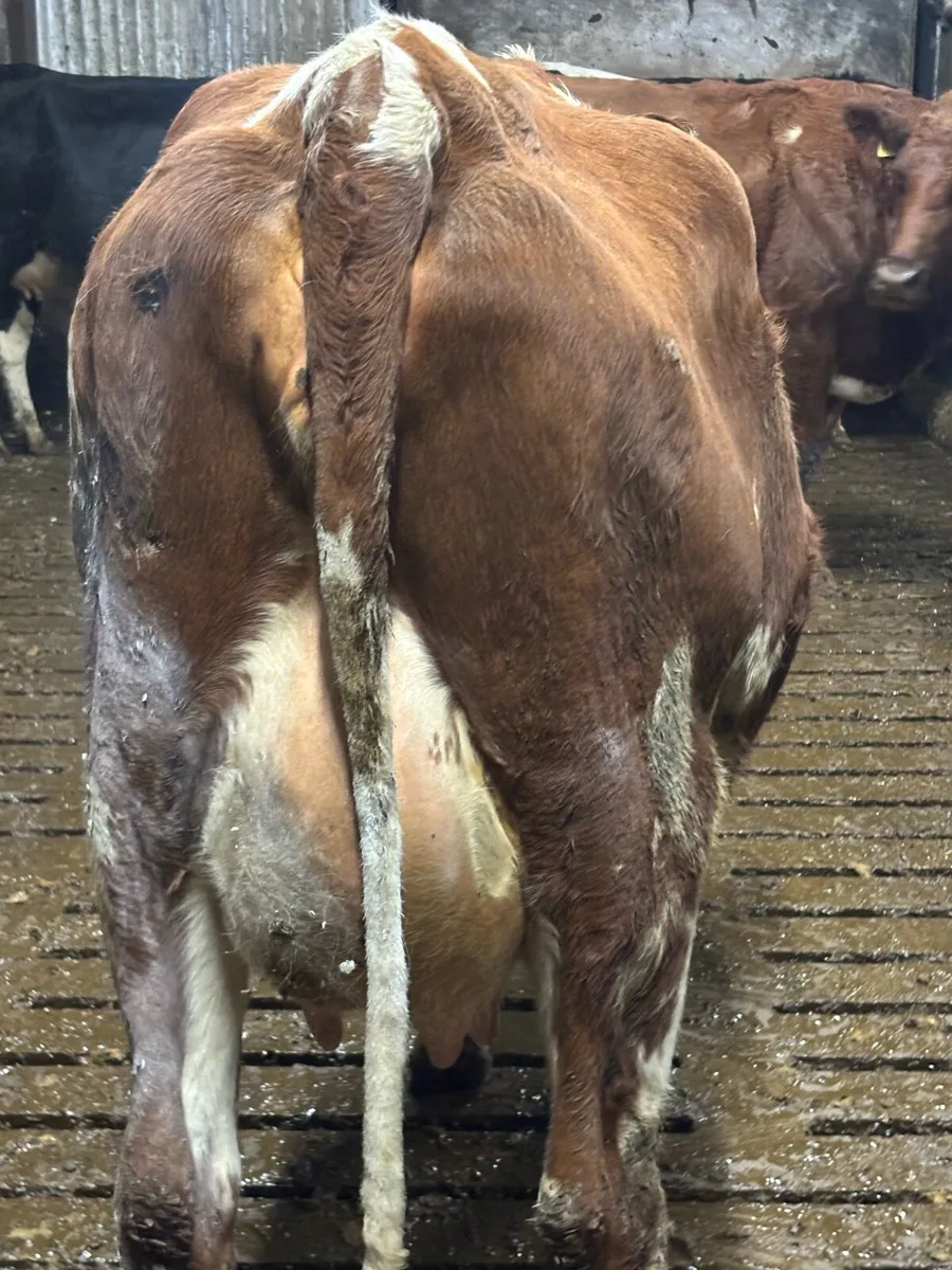 Point of calving fr heifers - Image 2