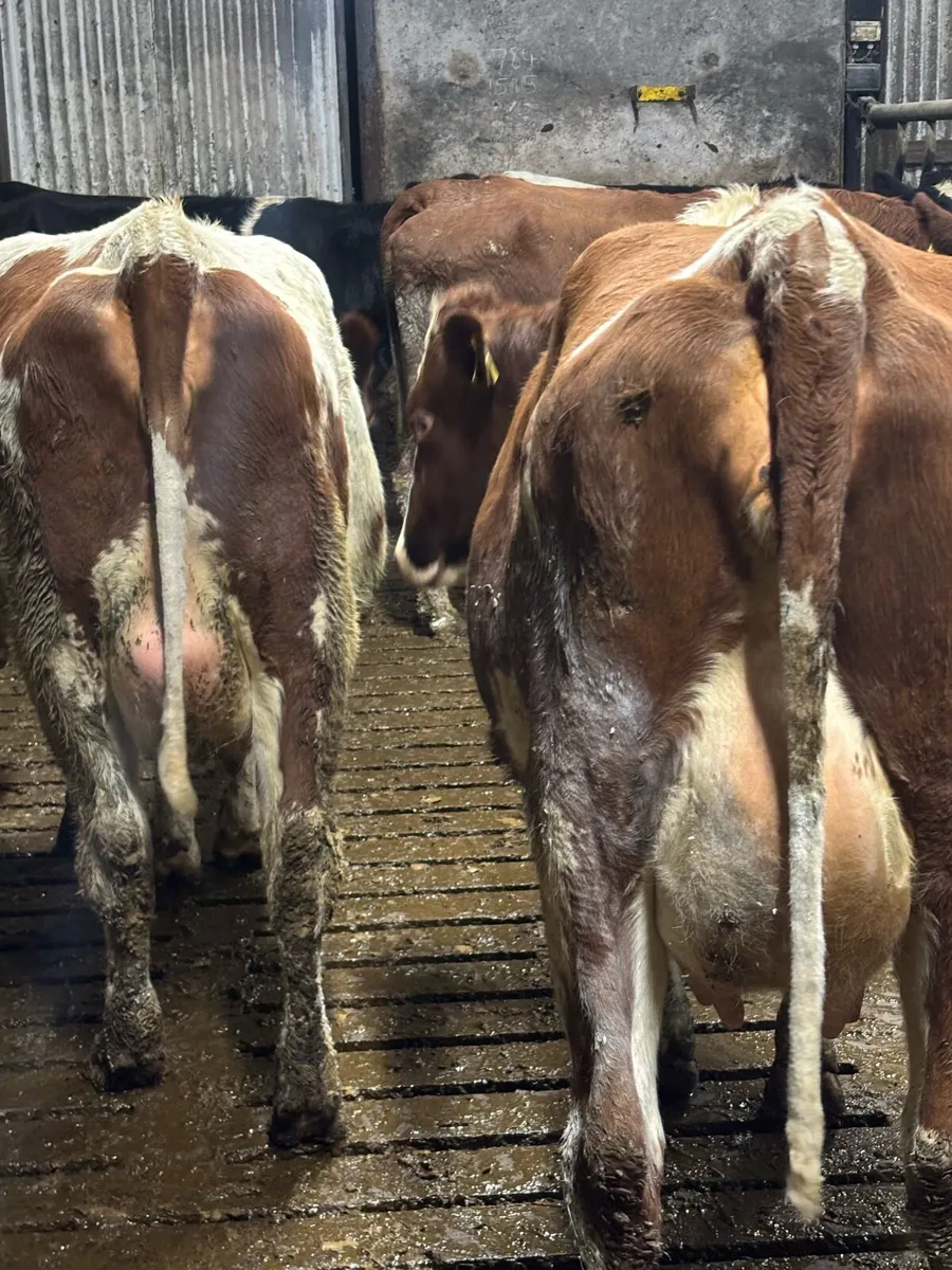 Point of calving fr heifers - Image 3