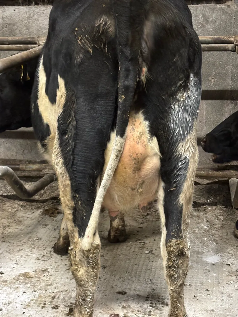 Point of calving fr heifers - Image 4