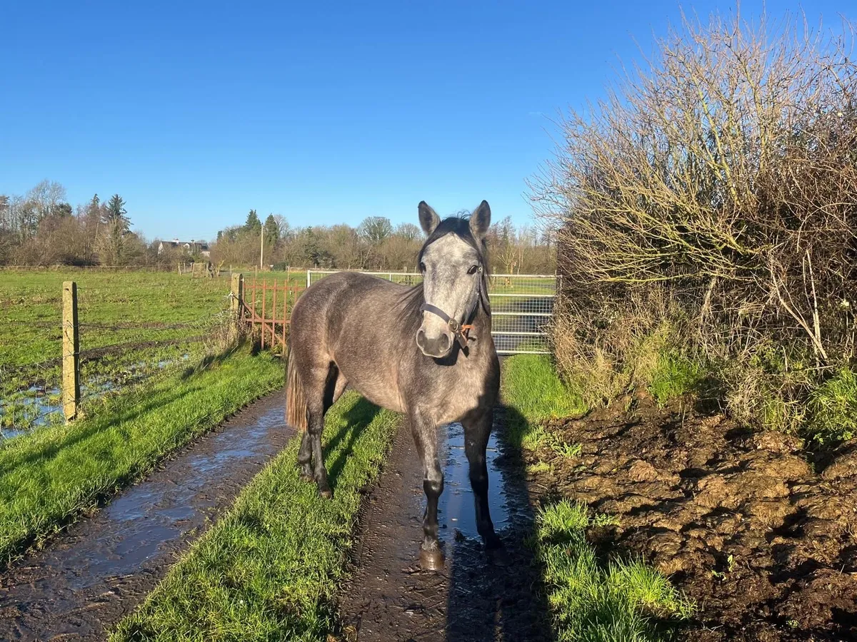 Grey filly for sale - Image 1