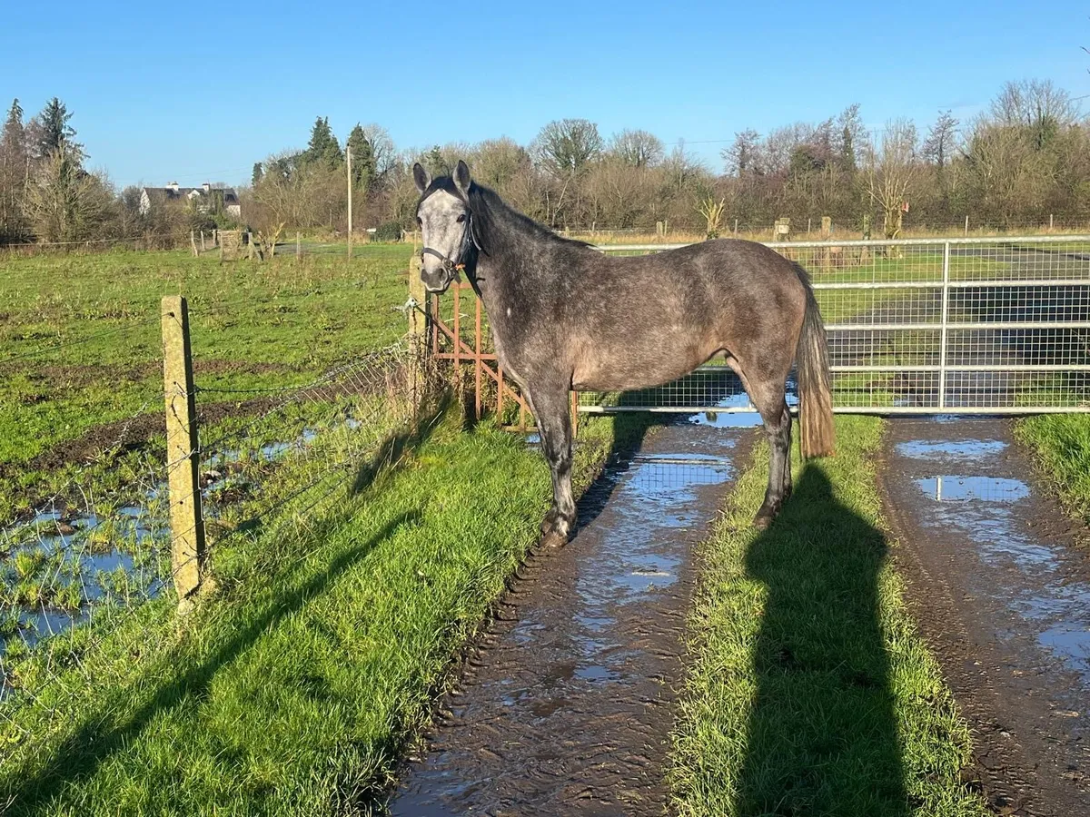 Grey filly for sale - Image 2