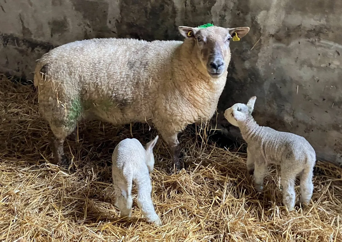 Two ewes with lambs at foot - Image 1