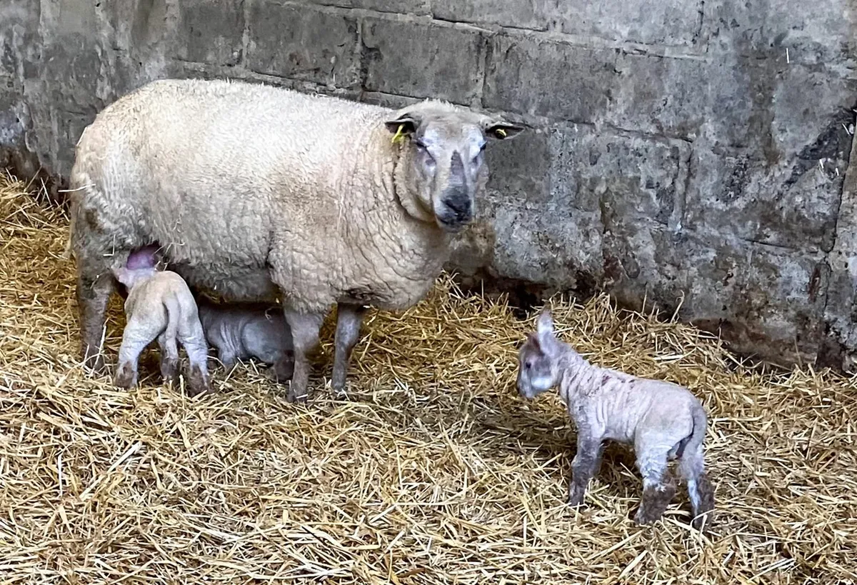 Two ewes with lambs at foot - Image 2