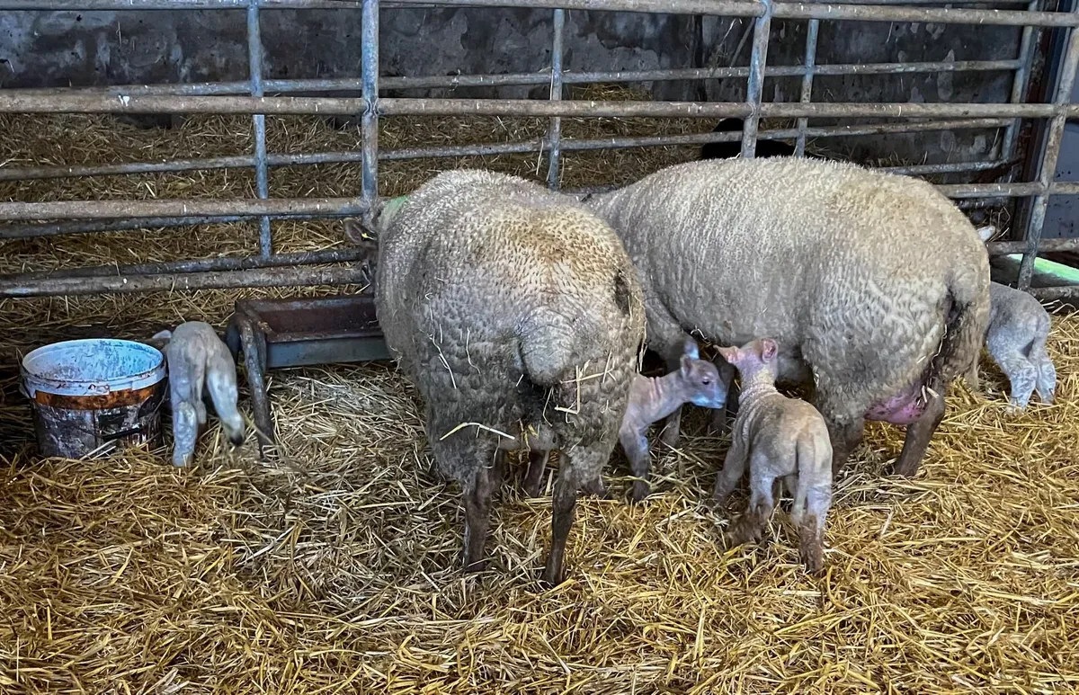 Two ewes with lambs at foot - Image 3