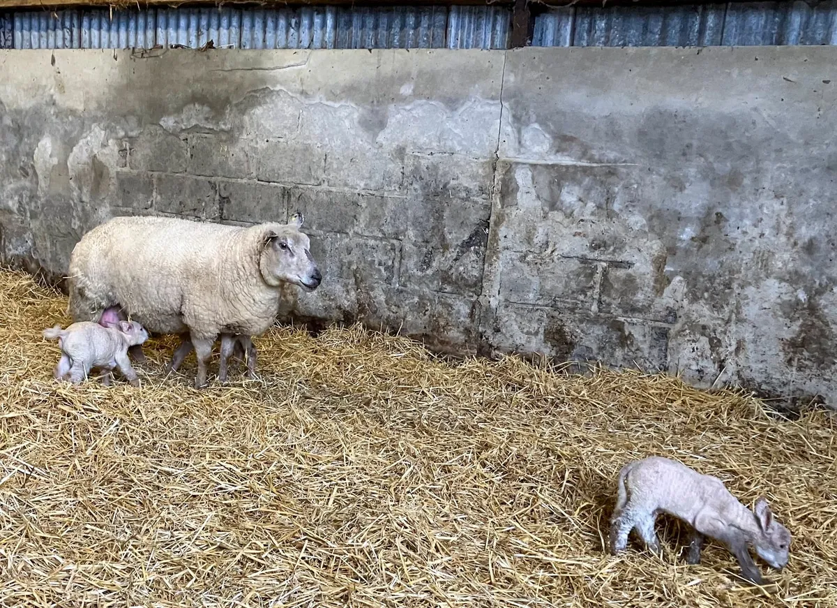 Two ewes with lambs at foot - Image 4