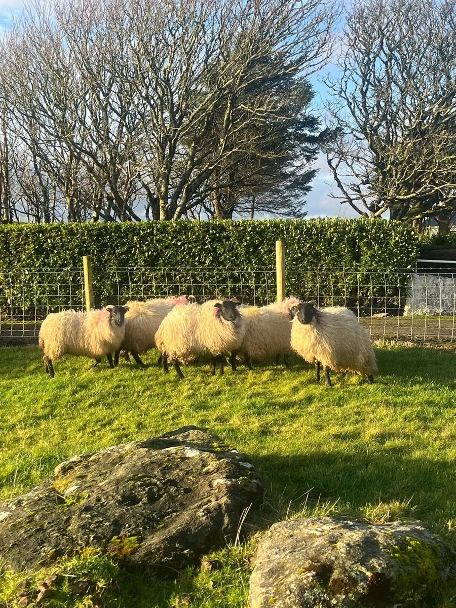 8 Mountain Ewe Lambs - Image 1