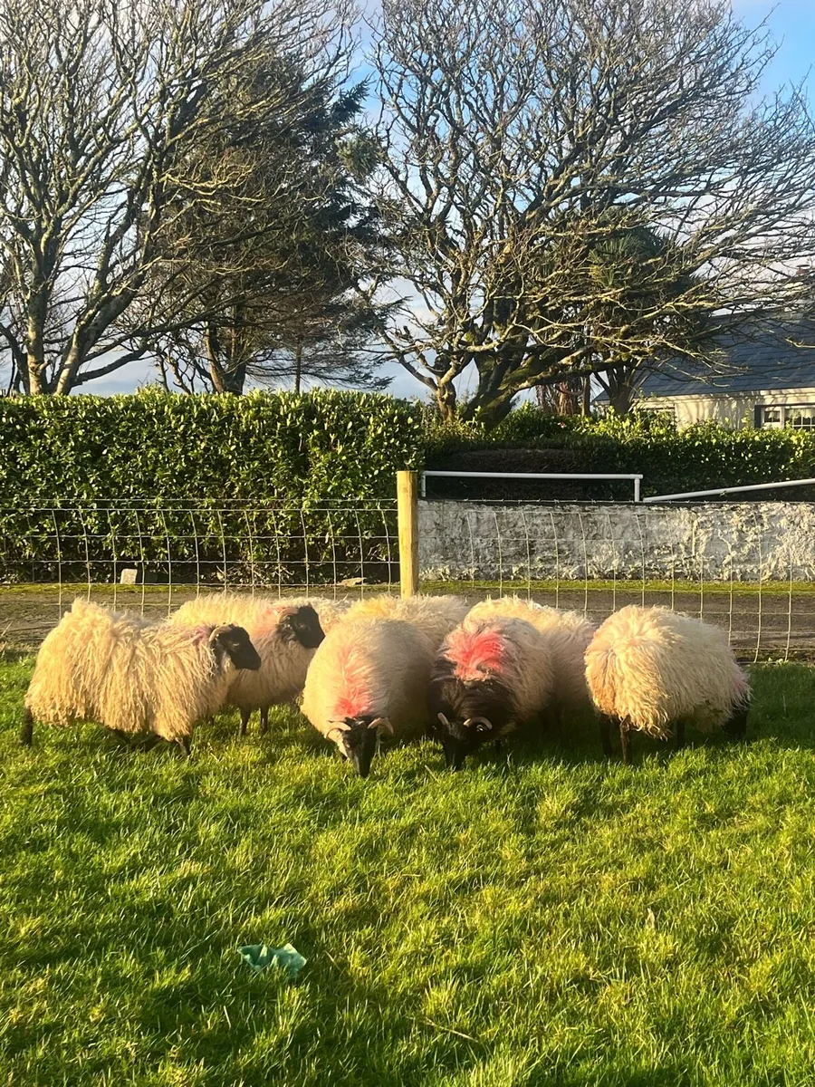 8 Mountain Ewe Lambs - Image 2