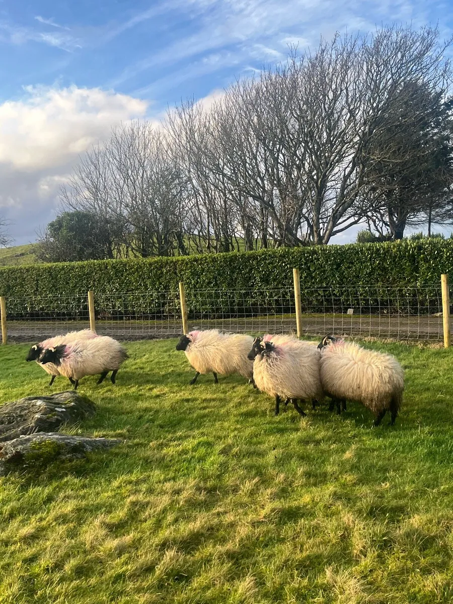 8 Mountain Ewe Lambs - Image 3