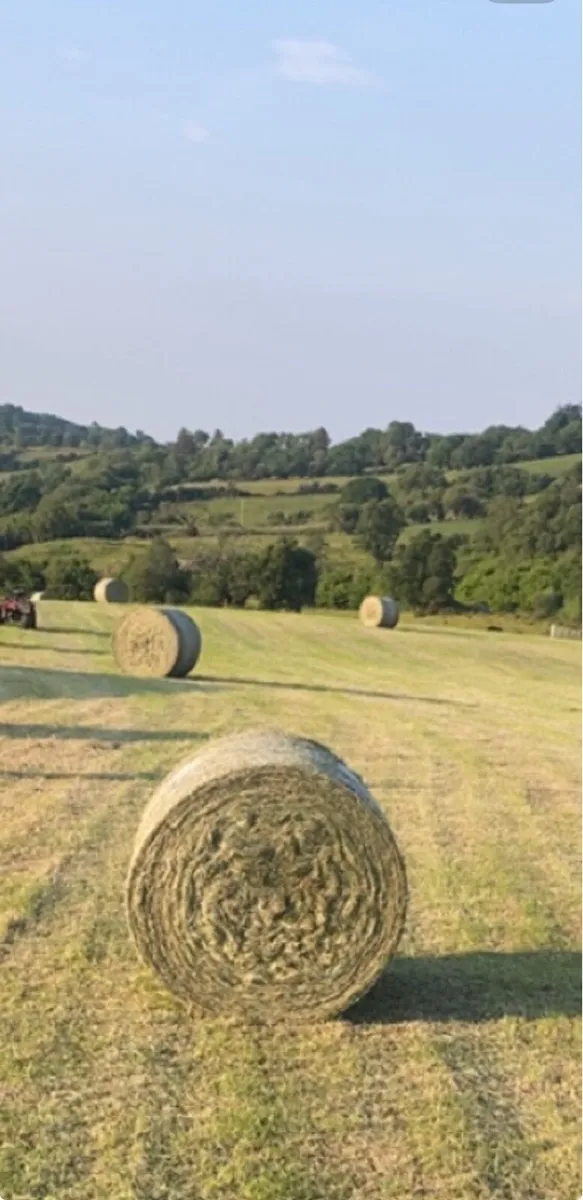 Hay - Image 1
