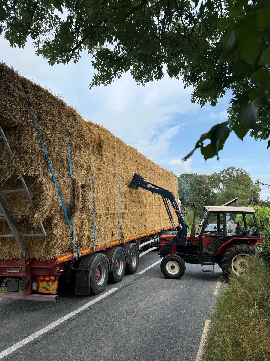 Barley & wheaten 8x4x3 - Image 2