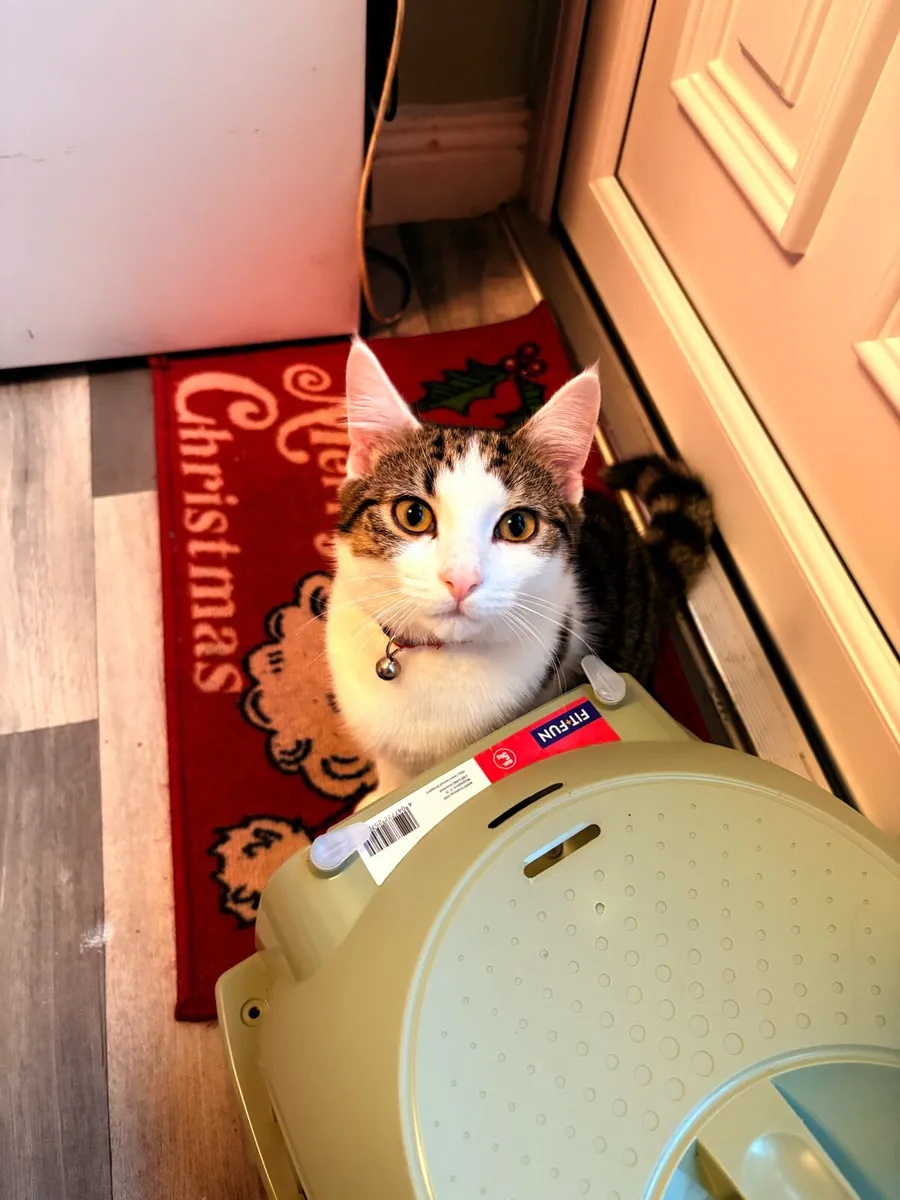 2 Male Tobby Cat - Image 1