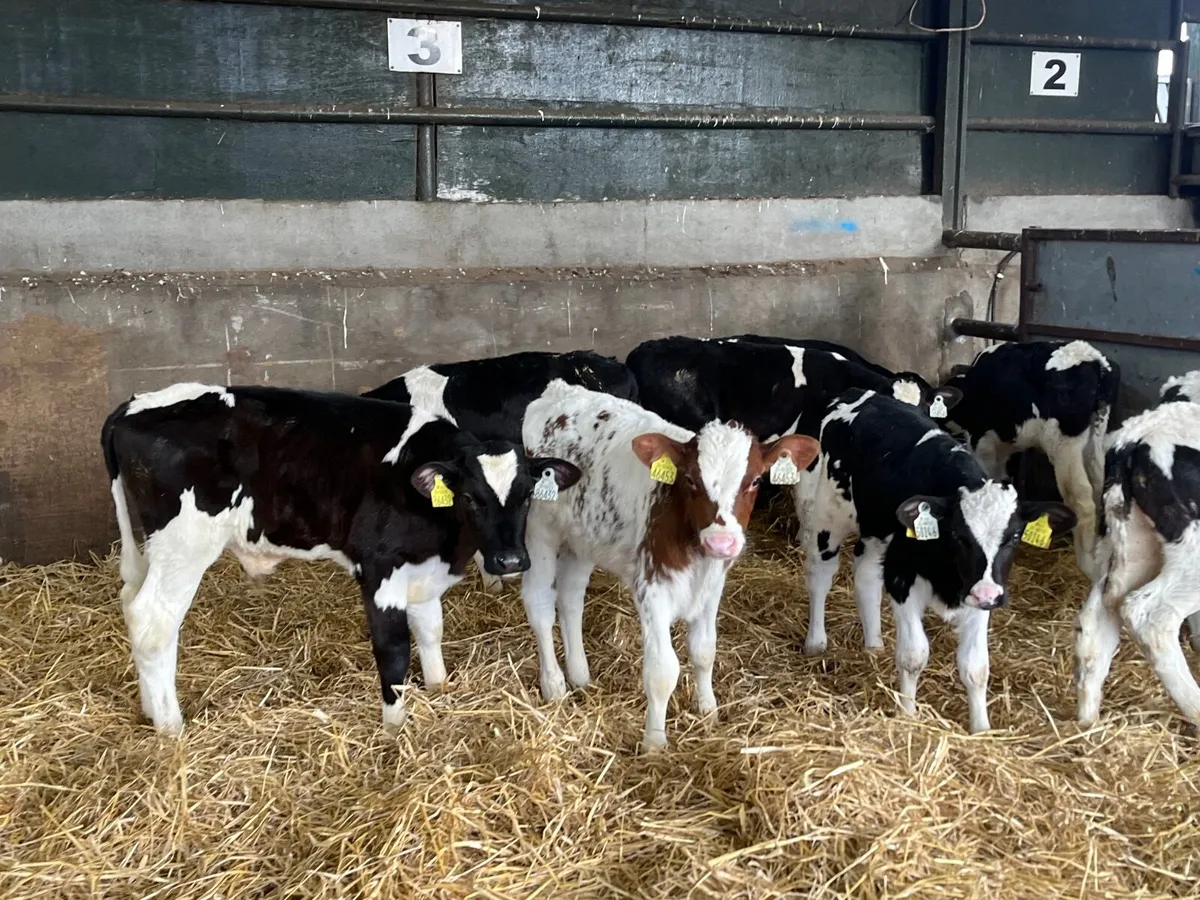 9 Reared Friesan bulls - Image 2