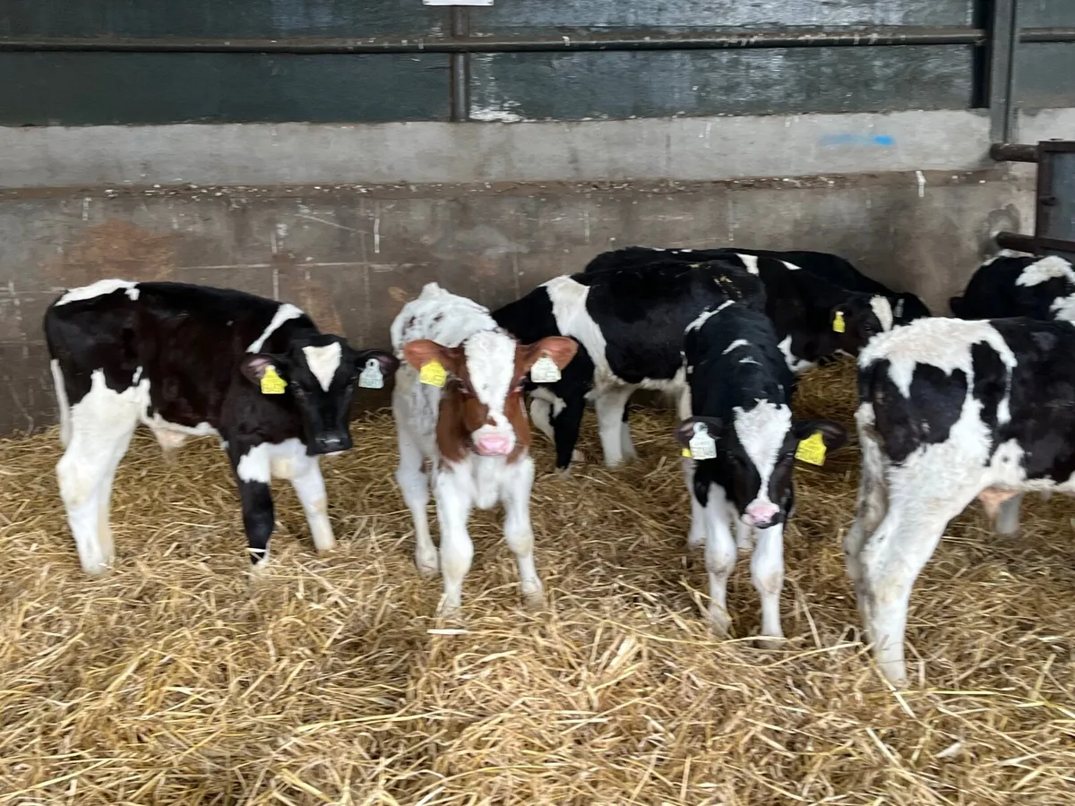 9 Reared Friesan bulls - Image 3