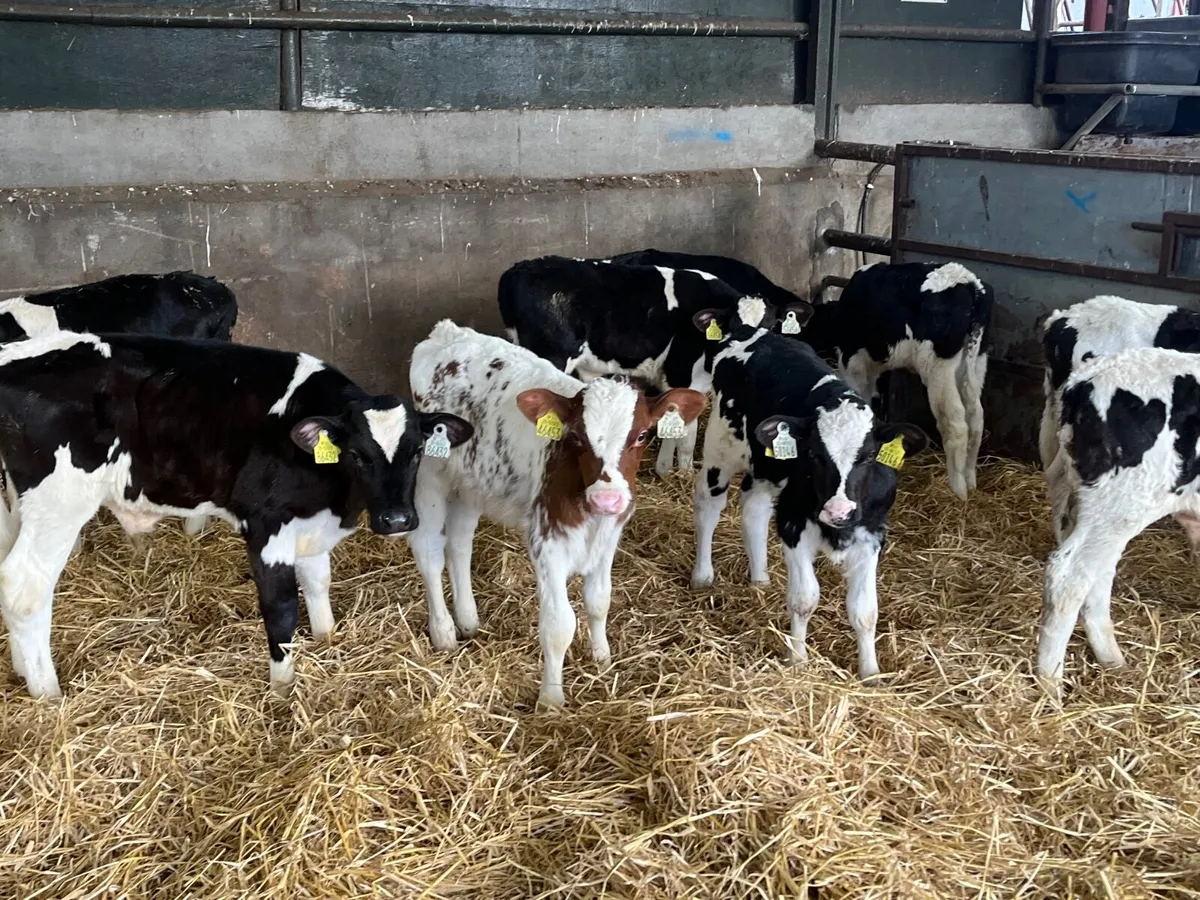 9 Reared Friesan bulls - Image 4