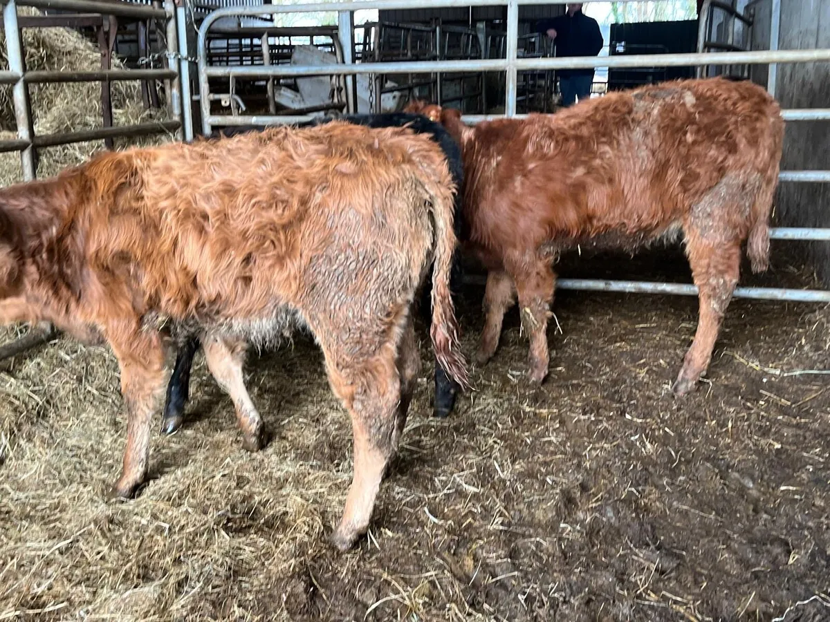 3 super suckler bred  continental heifers - Image 1