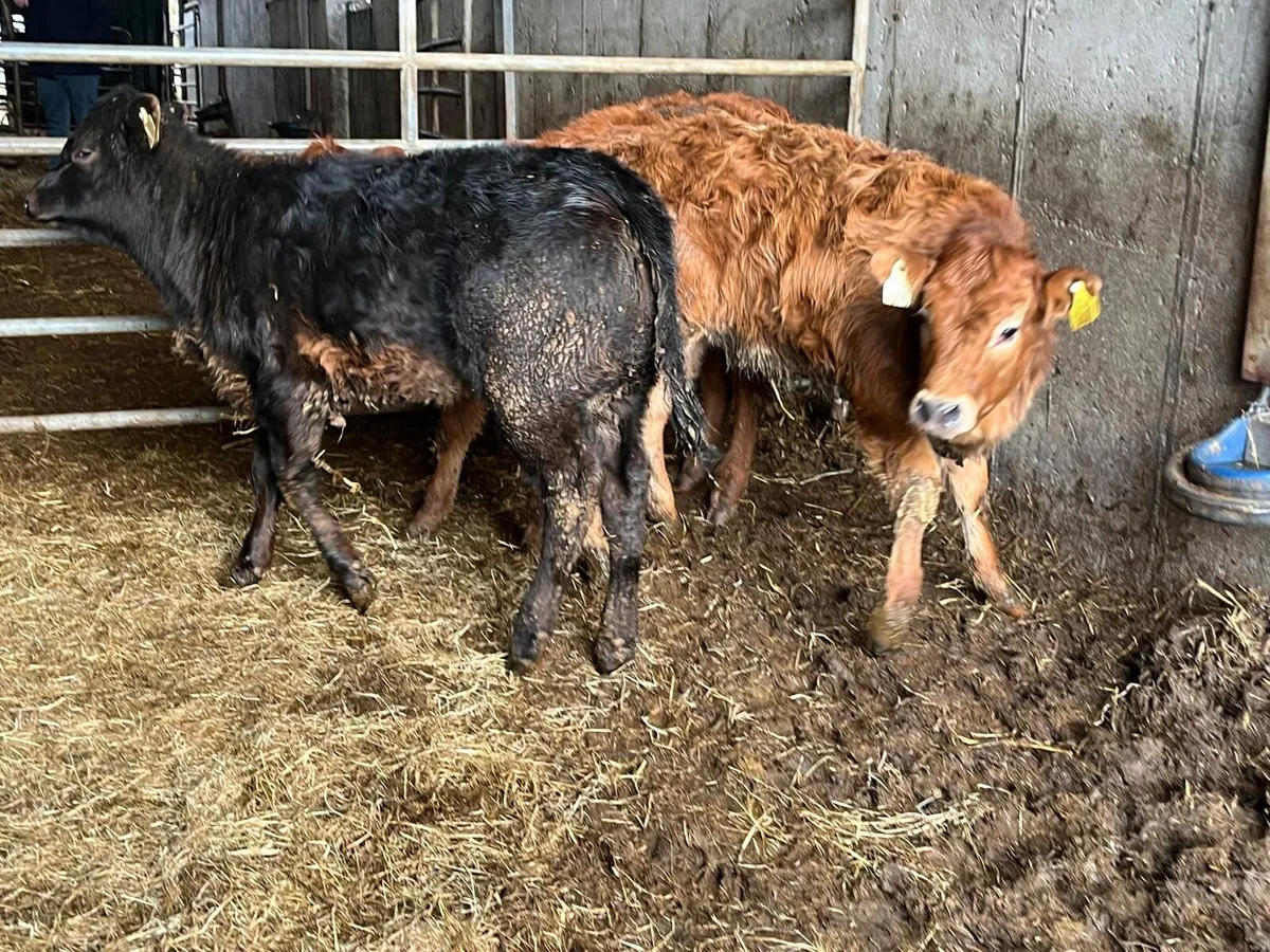 3 super suckler bred  continental heifers - Image 2