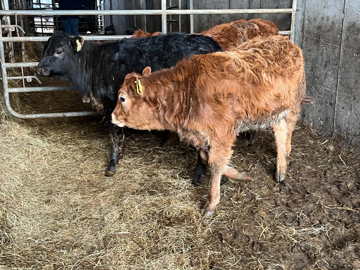 3 super suckler bred  continental heifers - Image 3