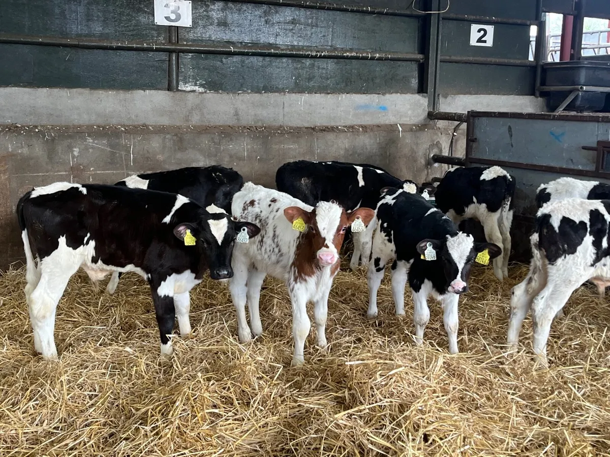 9 Reared Friesan bulls - Image 1