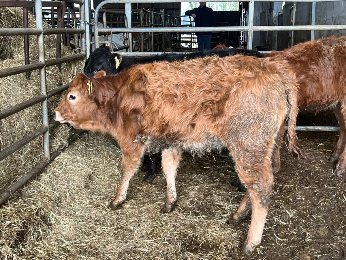 3 super suckler bred  continental heifers - Image 4
