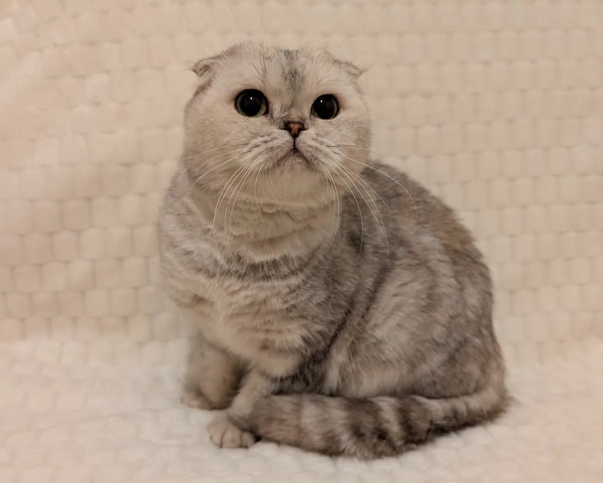 Scottish fold cat - Image 2