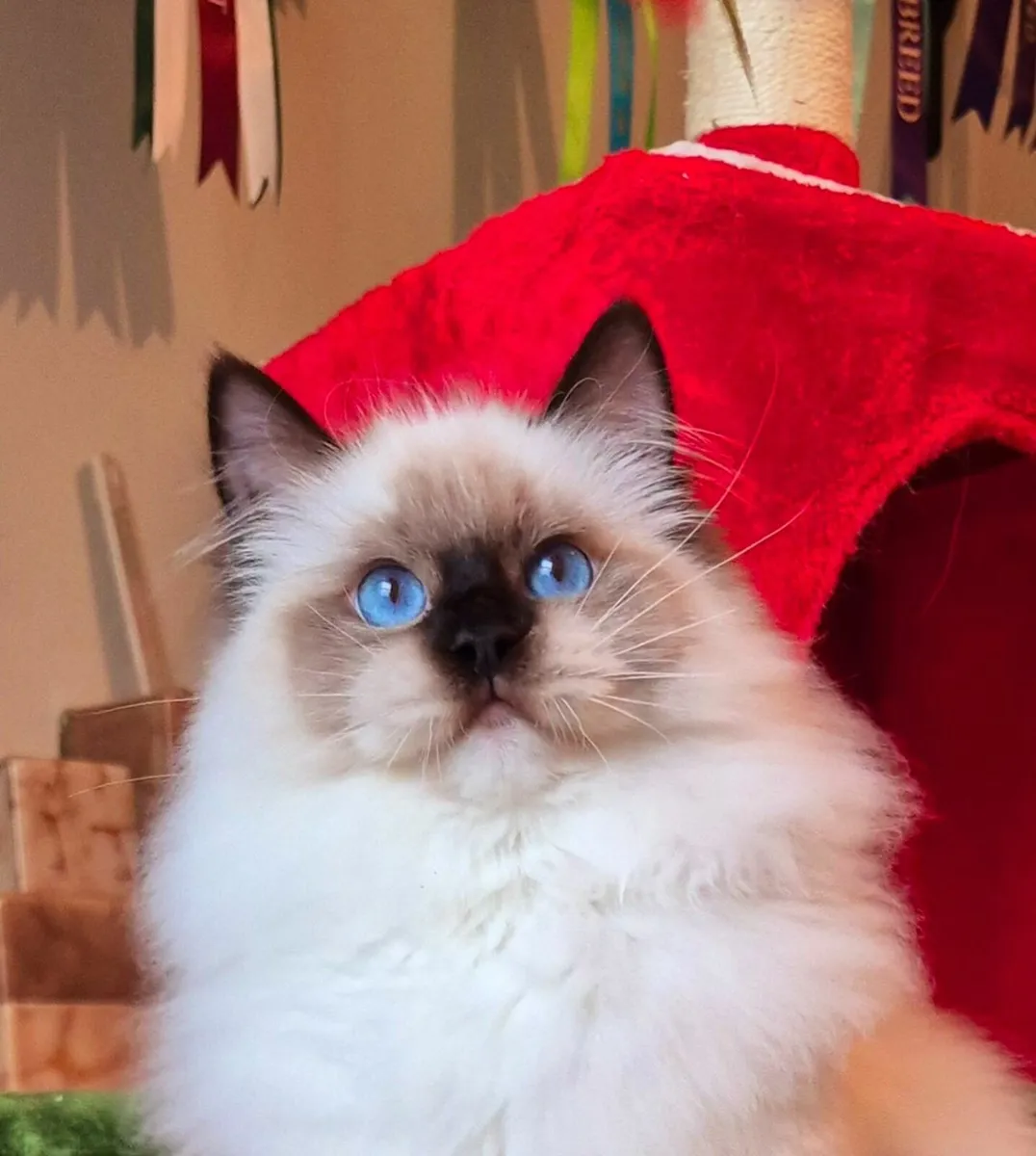 Stunning ragdoll male kitten - Image 3