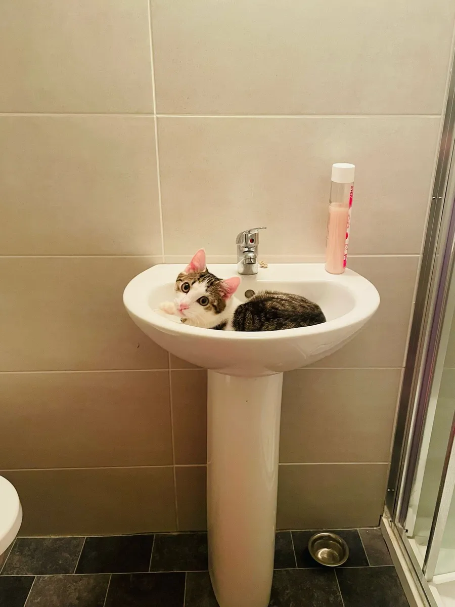 2 Male Tobby Cat - Image 2