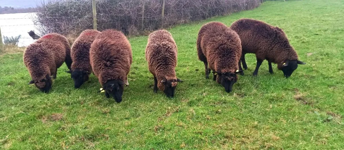 BLACK  EWE  LAMBS  BREEDERS