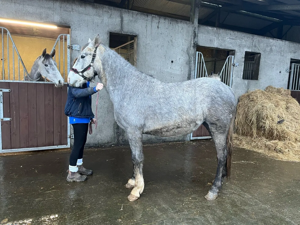 Irish Draught Filly - Image 1