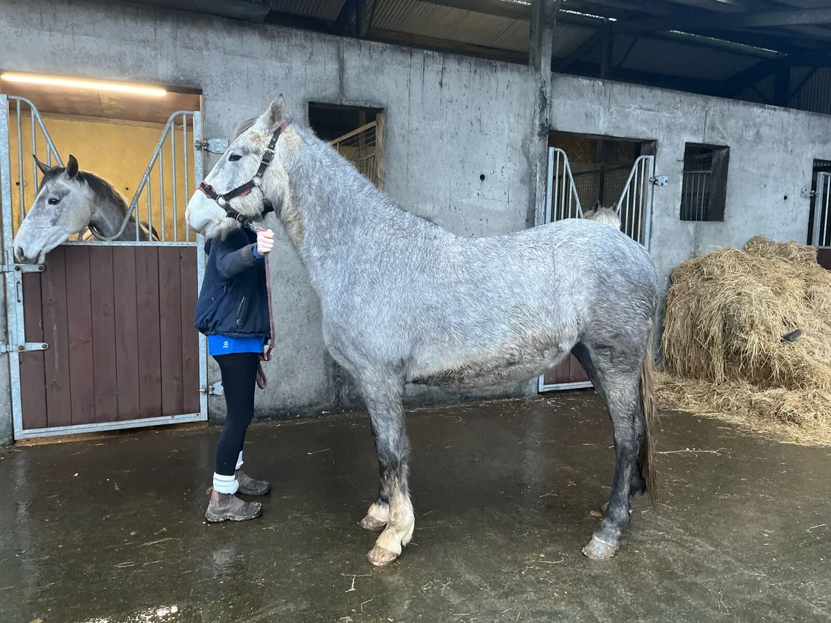 Irish Draught Filly - Image 2