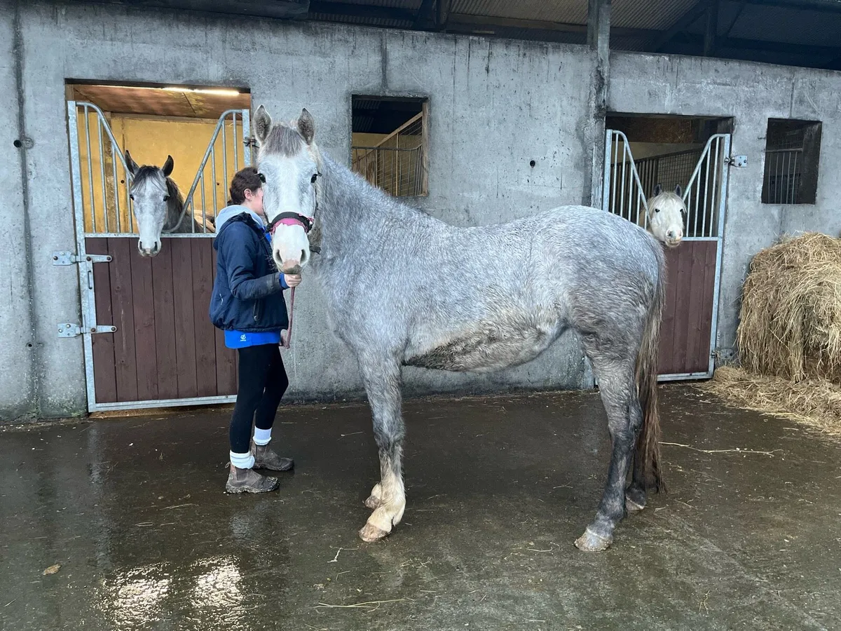 Irish Draught Filly - Image 4