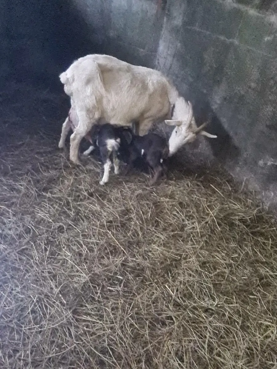 Milking goat - Image 1