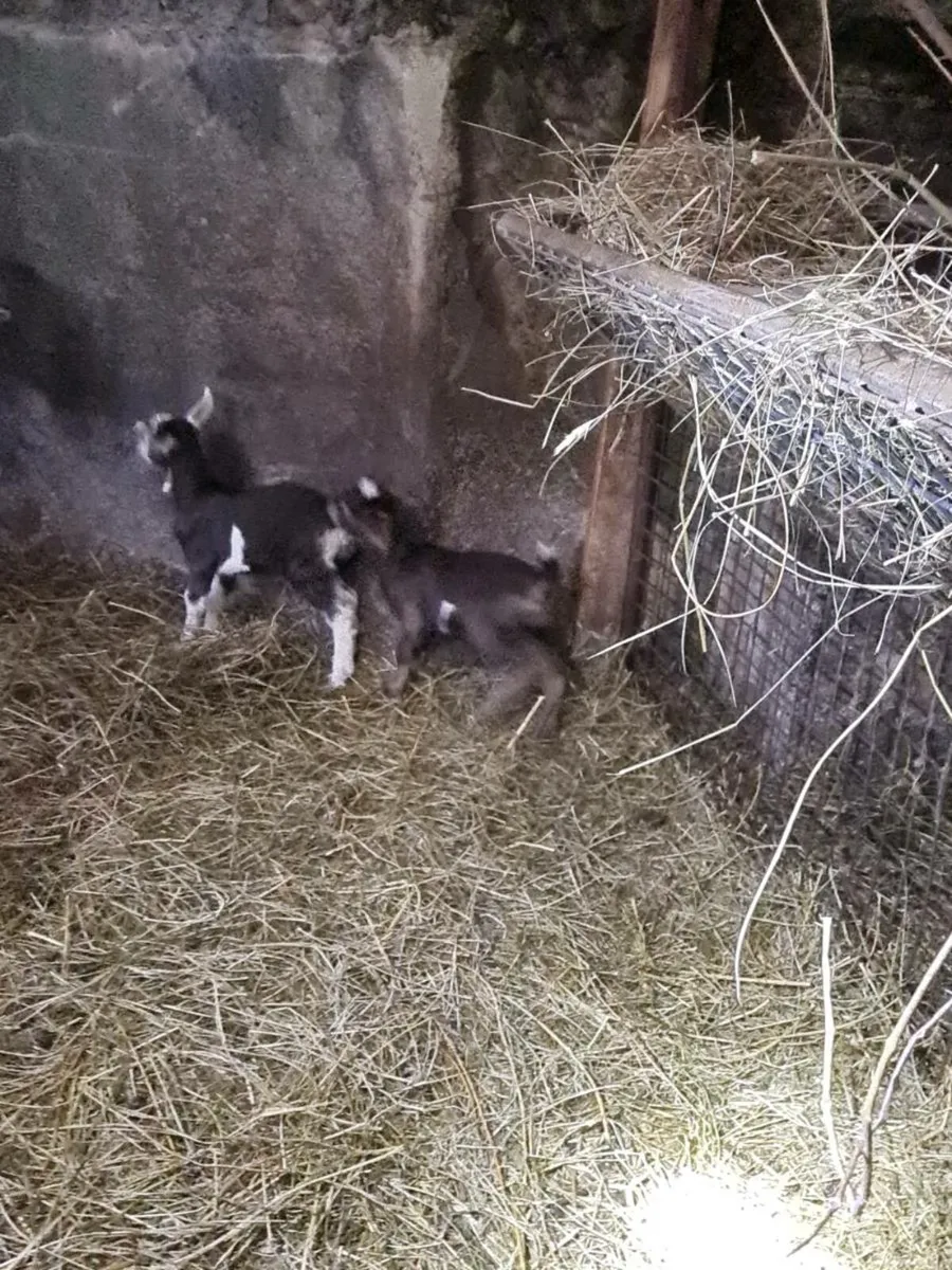 Milking goat - Image 3