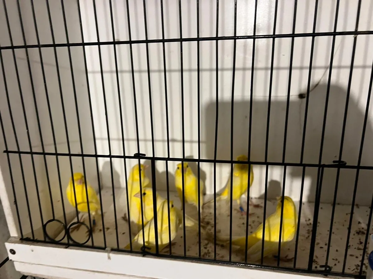 Canaries for sale - Image 1