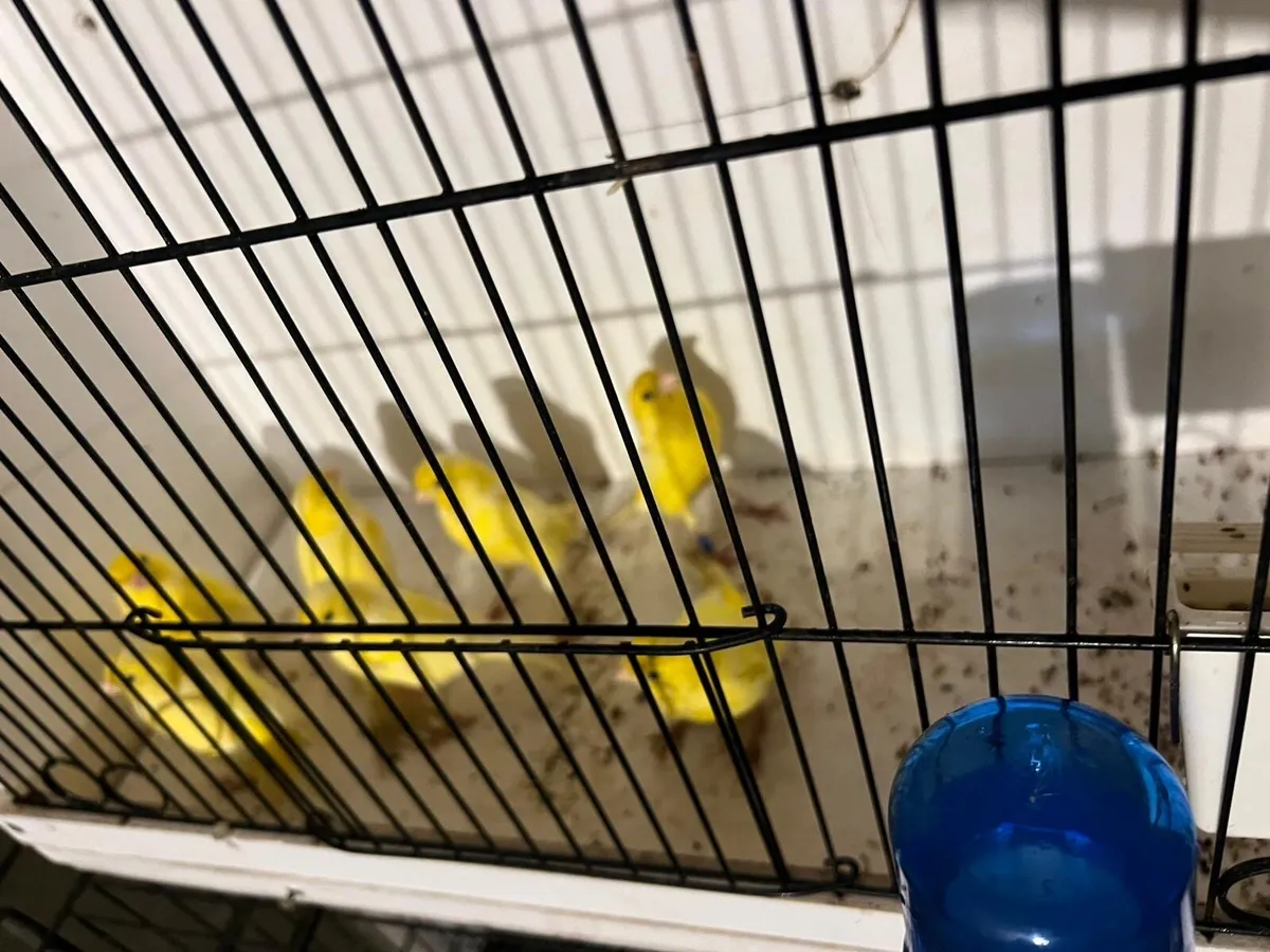 Canaries for sale - Image 2