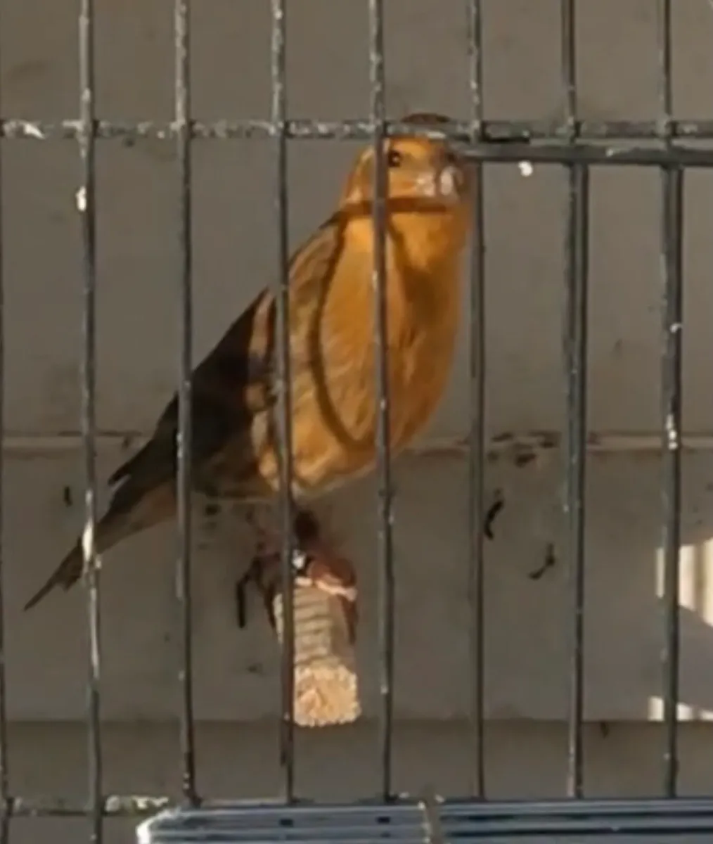 Finches for sale - Image 1