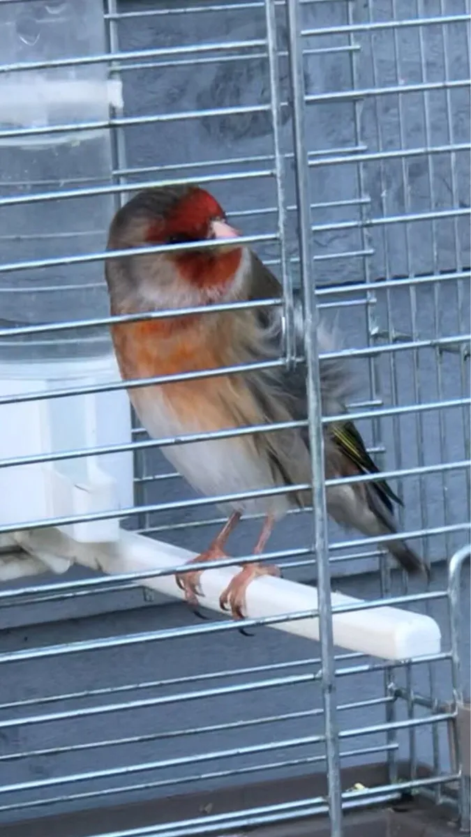 Finches for sale - Image 3