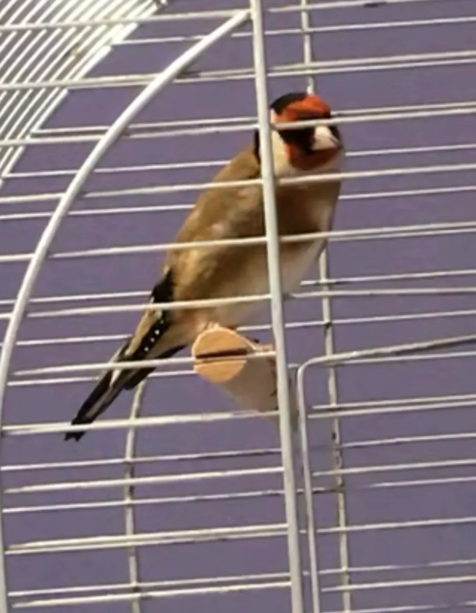 Finches for sale - Image 4