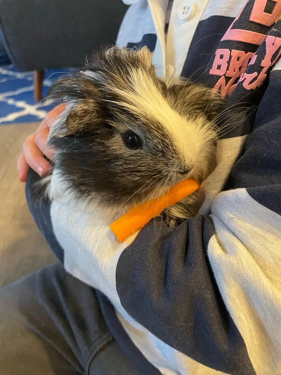 Guinea Pigs - Image 1