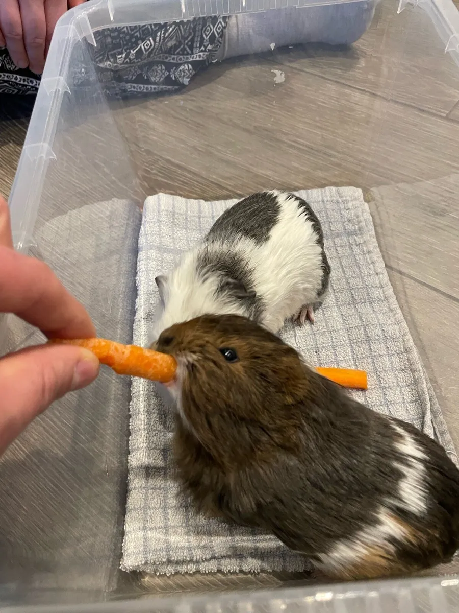 Guinea Pigs - Image 2