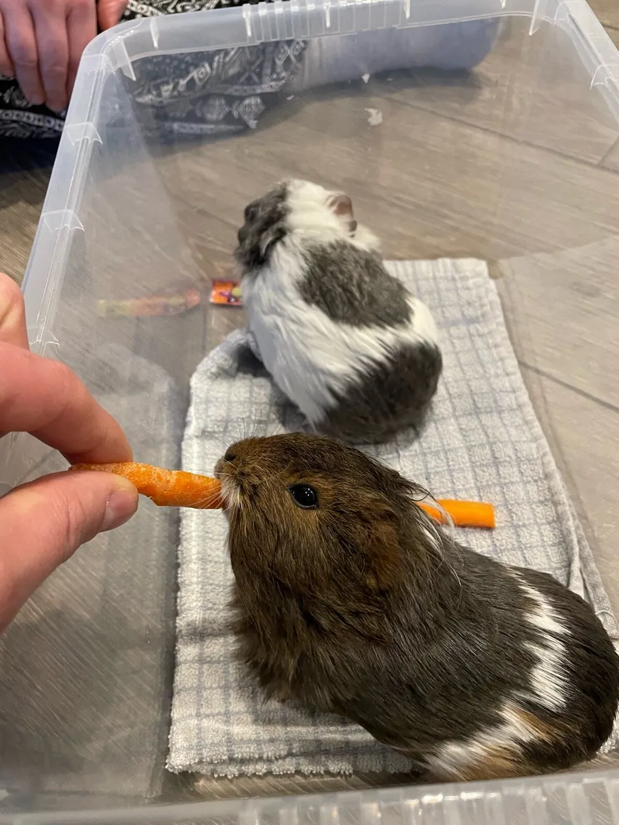 Guinea Pigs - Image 3