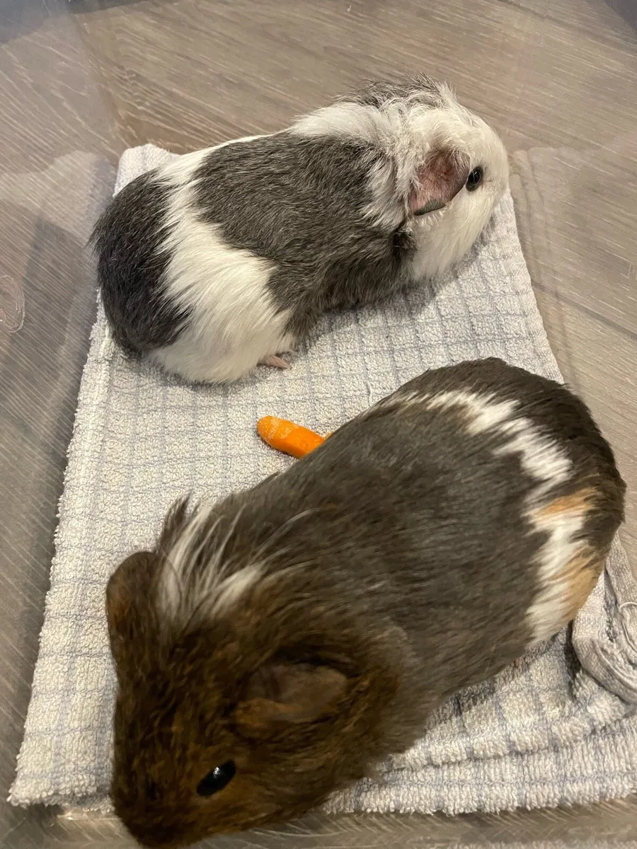Guinea Pigs - Image 4