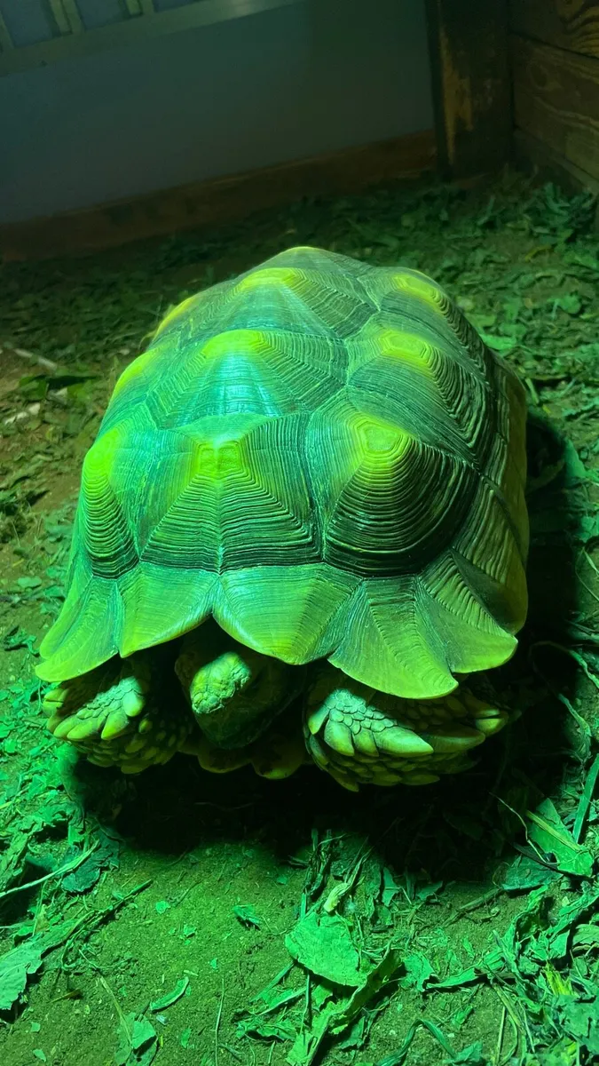 Tortoise - Image 2