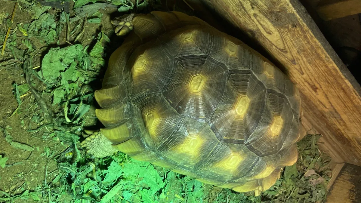 Tortoise - Image 3