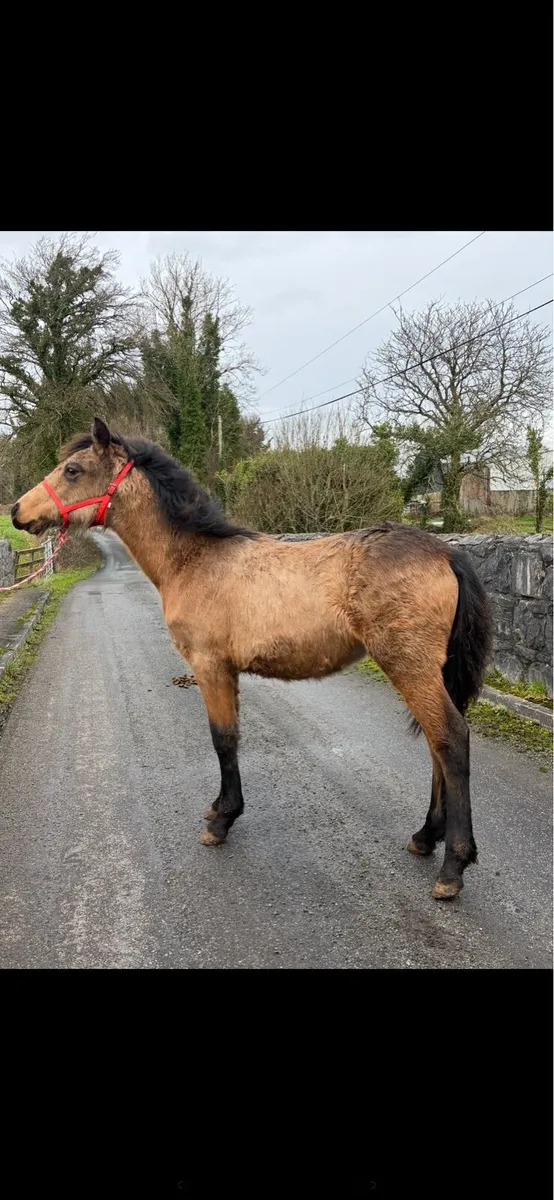 Golden Dun Connemara Filly - Image 1