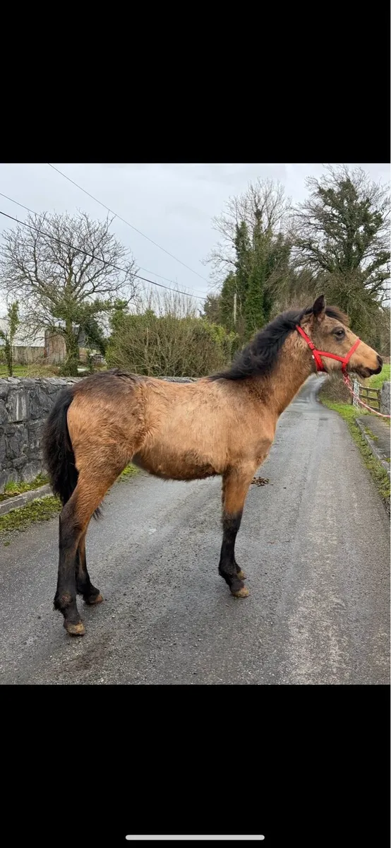 Golden Dun Connemara Filly - Image 2