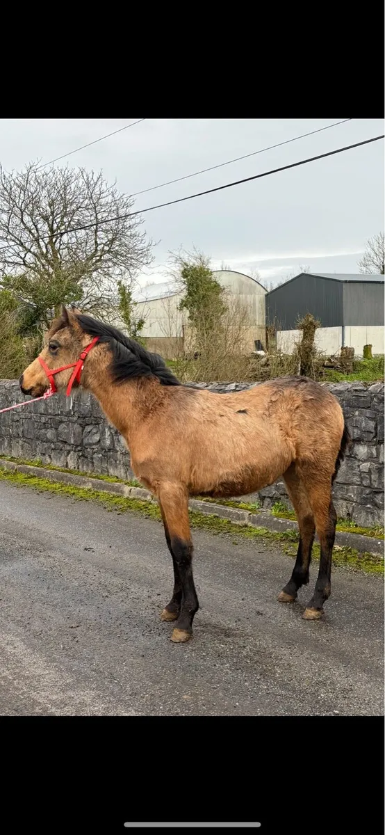 Golden Dun Connemara Filly - Image 3