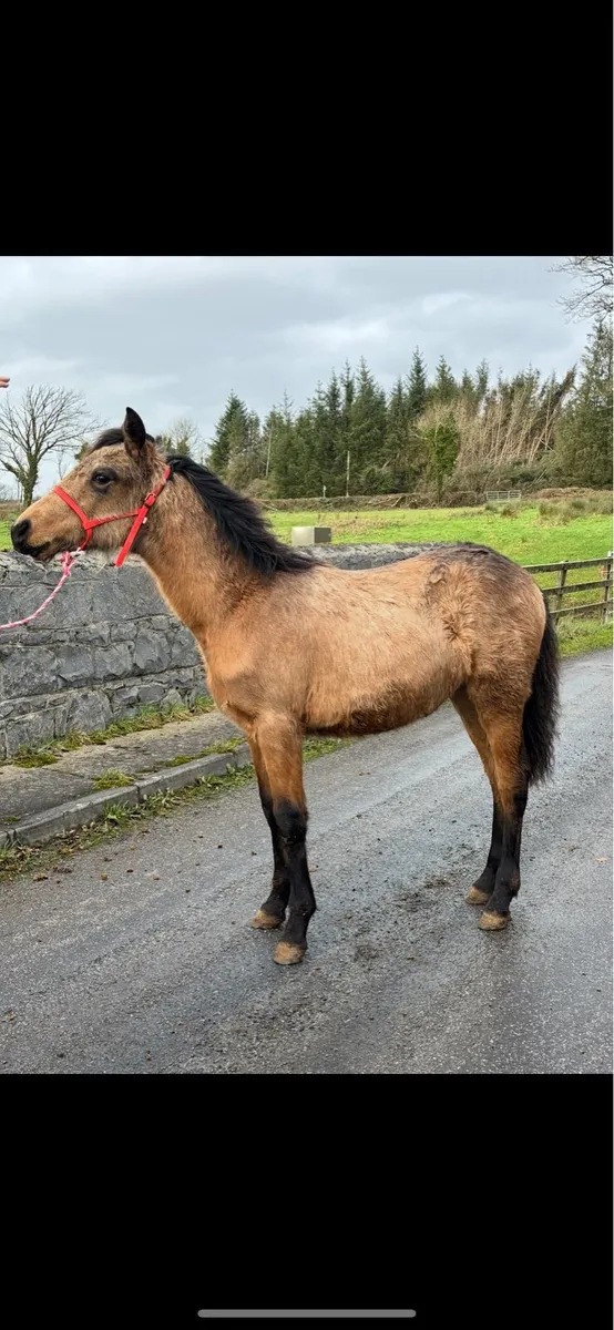 Golden Dun Connemara Filly - Image 4
