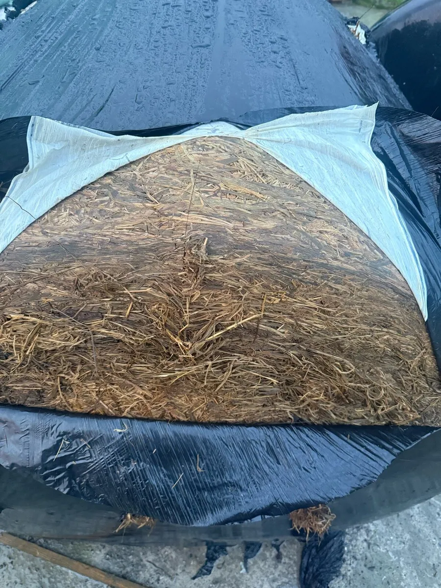 Silage bales - Image 2