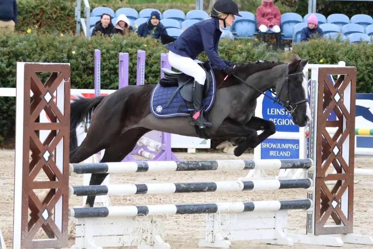 Pony for sale - Image 3